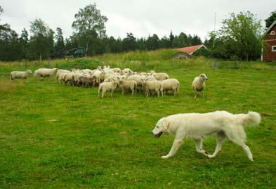 Rovdjur och hundar Boskapsvaktande hundar har utvärderat användningen av boskapsvaktande hundar som förebyggande åtgärd mot rovdjursangrepp på tamdjur i Sverige 2002-2010.