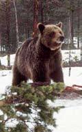 De vanligaste raserna som används är den italienska rasen Maremmano Abruzzese samt Pyrenéer (från Frankrike) och Kangal (från Turkiet).