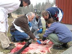 Här kommer ett nytt nyhetsbrev från. I detta brev vill vi förutom alla verksamhetsnyheter passa på att klargöra vissa massmediala missförstånd på rovdjursfronten under våren.