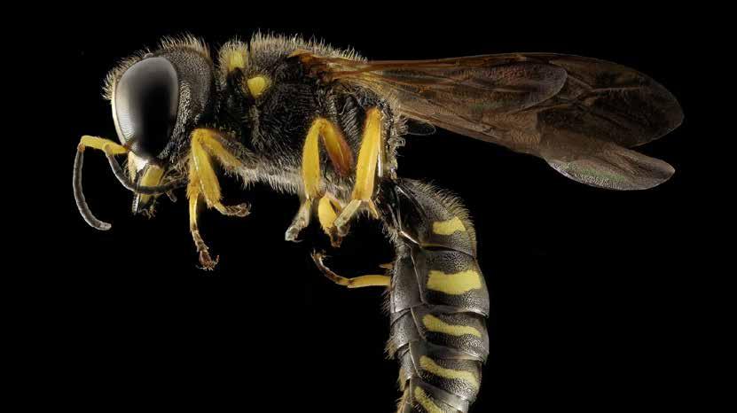 Om du blir stucken av ett bi kan gadden ibland stanna kvar i huden, varför då? 1. Giftet från gadden är klibbigt och fastnar i huden. X.