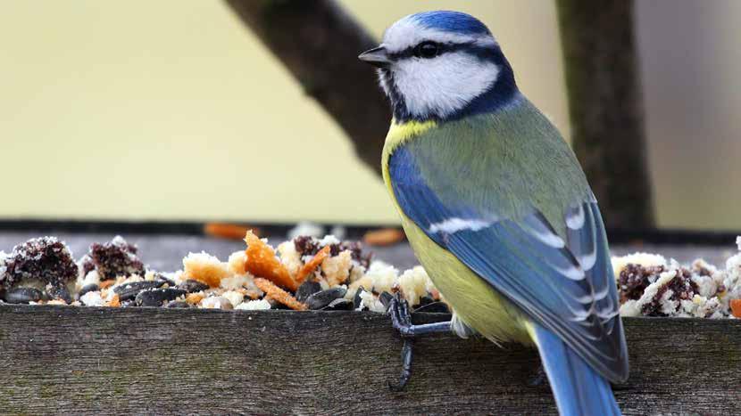 Det är bättre att mata fåglar vid ett fågelbord än precis där du själv äter, annars finns det risk för att bli smittad av t ex salmonella.
