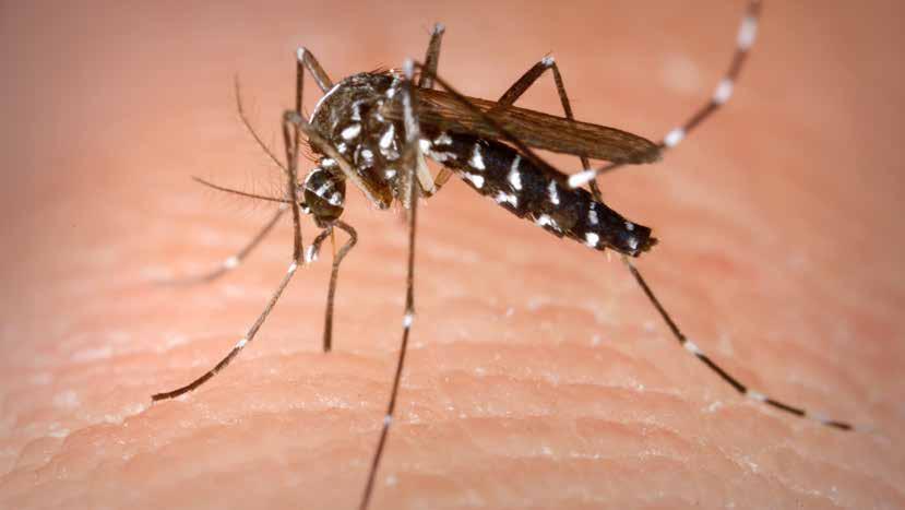 Det här är en sjukdom som smittar via myggor i andra länder.