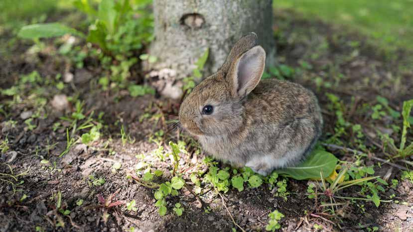 Din kanin går och lägger sig undanskymt i skuggan en varm sommardag. Varför tror du att den gör det? 1. Kaniner är allergiska mot för mycket solljus (strålningen kan ge kaningulsot). X.