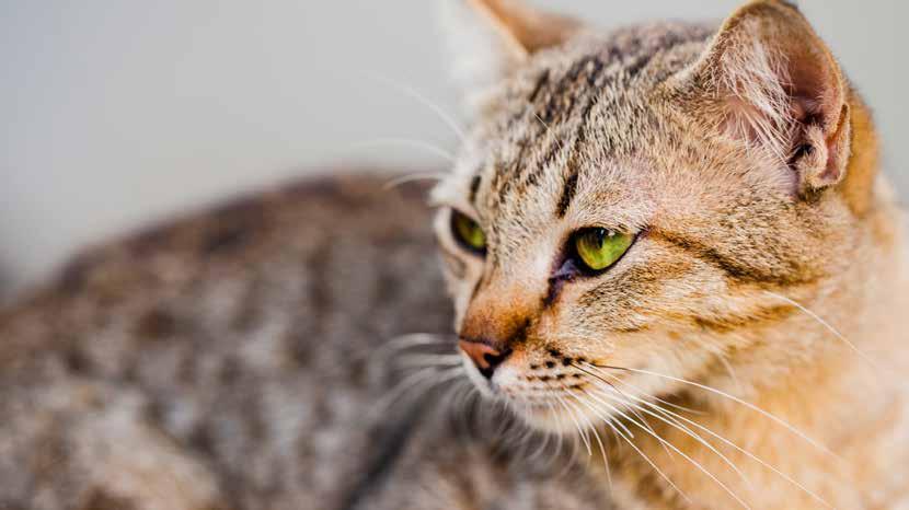 Du lyfter upp din katt som plötsligt blir väldigt arg. Vad gör du? 1. Jag släpper lugnt ner katten och låter den vara ifred.