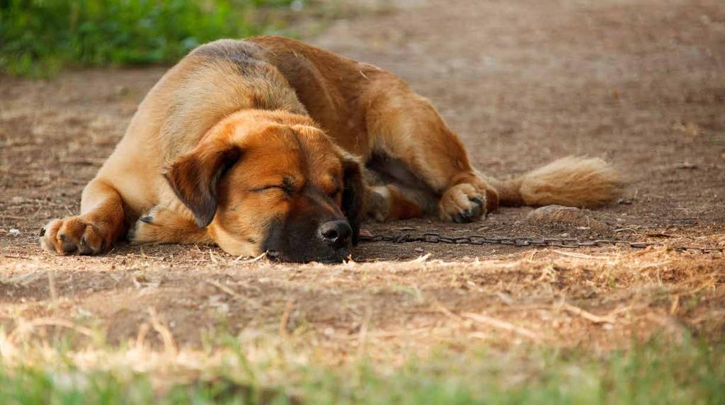 Även djur som tycker om att vara med människor kan behöva en paus ibland. När du har lekt ett tag med din hund går han iväg och lägger sig ner. Vad kan du göra då? 1.