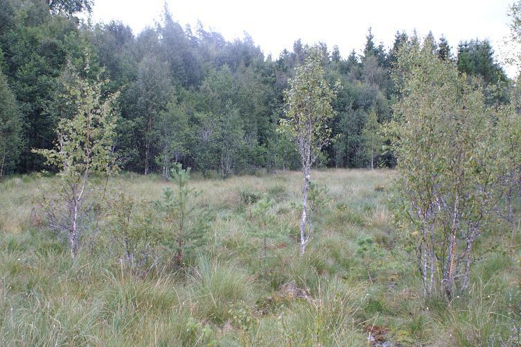 Skötselområde 2 Öppet kärr Areal: 8,2 ha Naturtyp enligt natura 2000: 7140 Öppna svagt välvda mossar, fattiga och intermediära kärr och gungflyn.