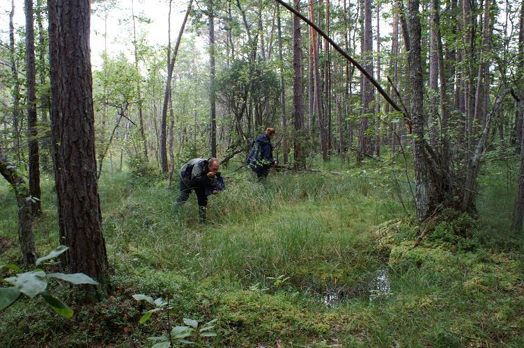 Rocks mosse Skötselområde 5 - Källmiljöer Areal: 0,1 ha Naturtyp enligt natura 2000: 7160 Mineralrika källor och källkärr Foto 6: Vattnet i källan är iskallt och smakar gott.