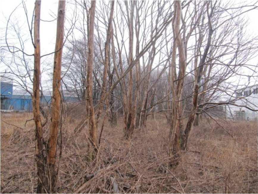 Dessutom är den del av planområdet där strandskyddet återinträder och föreslås upphävas när denna plan vinner laga kraft.