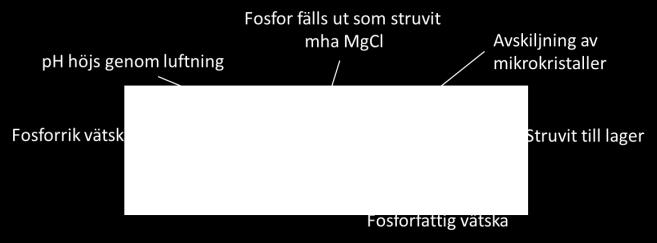 Struvit, summering Struvit-processen har bra avskiljning av föroreningar Struvitfosfor har bra växttillgänglighet, beror bl a på kornstorleken Utbyte 7 % 50 %, (detta beror på hur man designar