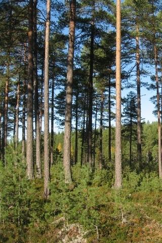 Skogen är belägen dels på hemskiftet i Östertanne mellan Bergsjö och Gränsfors där även