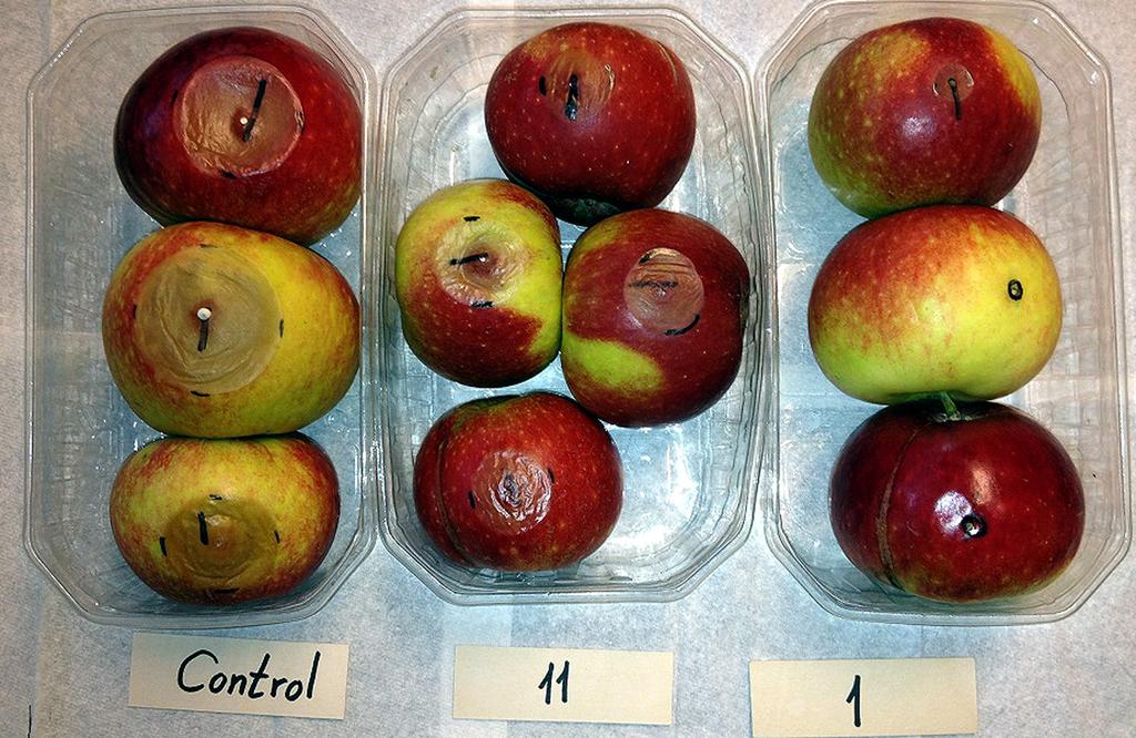 Fig. 7.
