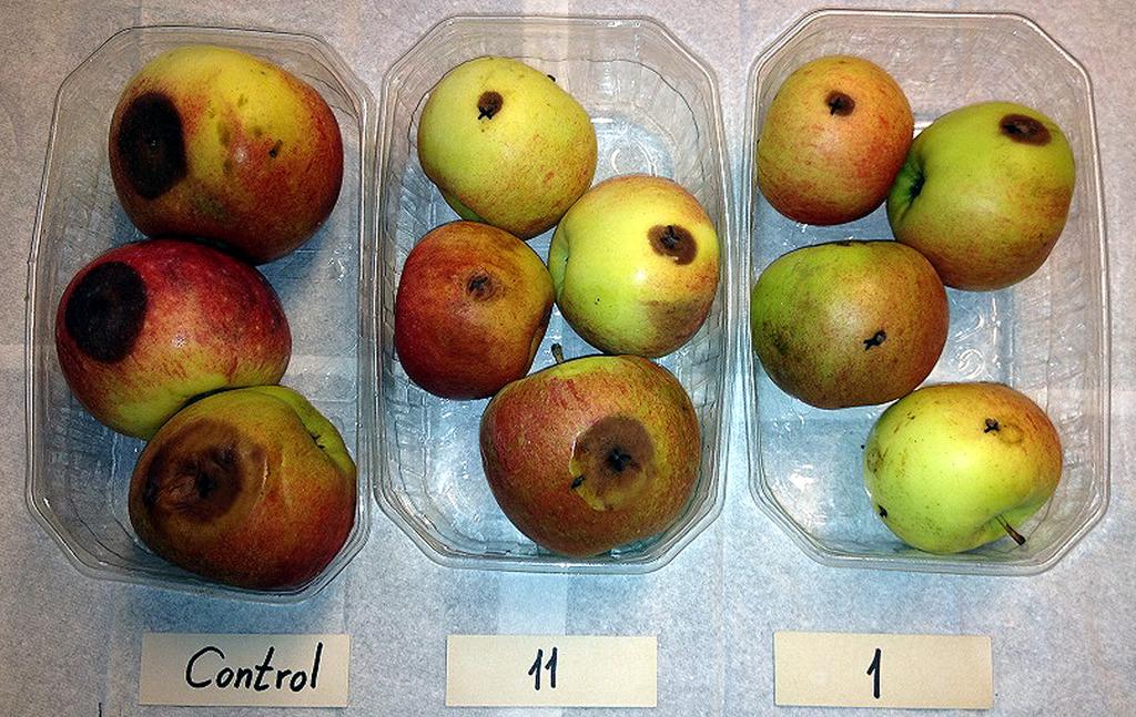 spryts lls, (11) frukt som spryts med AR 11, (1) frukt som spryts med AR 1.
