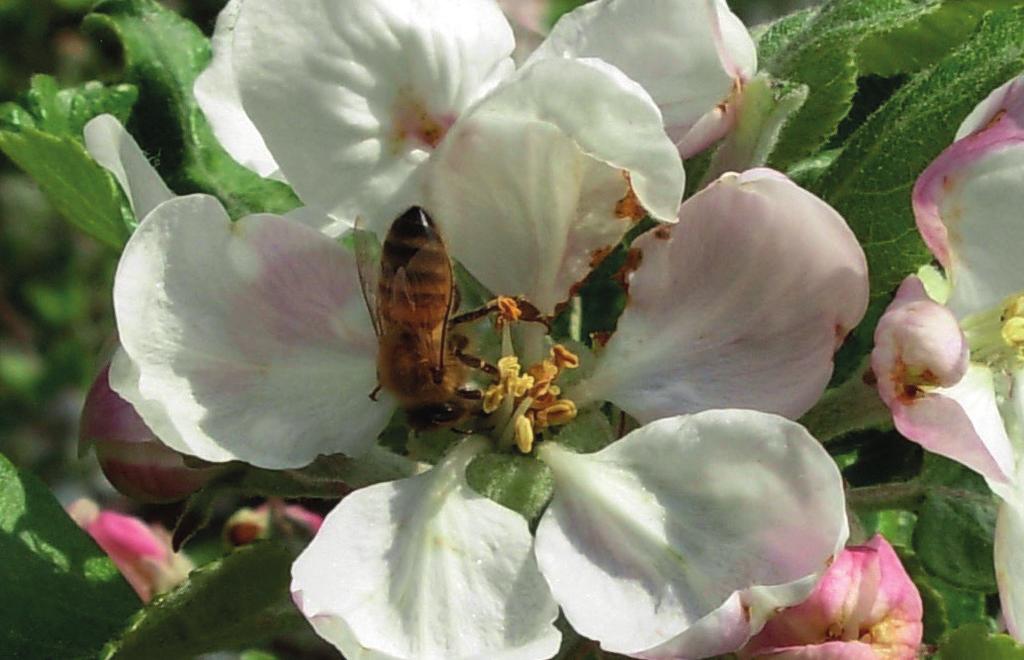 Utan dessa insekter skulle vi människor inte kunna klara vår matförsörjning. I den egna trädgården hjälper bin till att öka skörden av frukt och bär.