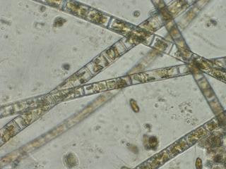 Undersökning av plankton i sjöar inom Rönneås avrinningsområde 2016 Kiselalgssläktet Aulacoseira var mycket vanligt i Ringsjöarna i april.