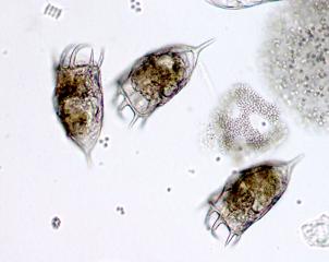 RESULTAT DJURPLANKTON RINGSJÖARNA 2016 Sätoftasjön Det högsta antalet individer per liter i Sätoftasjön noterades i augusti (1663) och det lägsta i september (398).