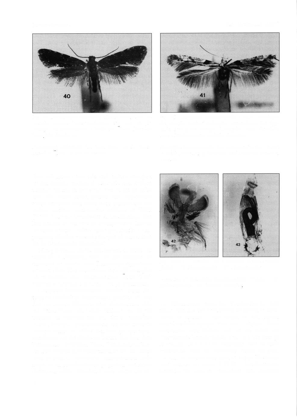 Ingvar Svensson Ent.Tidskr. ll8(1997) Fig. 10. Nemapogon falstriella (Haas), fdre.tlagen det sven,ska namnet Falstersvampmal, togs som ny.fdr Sverige vid Bjrirnnabben i Bi;da pd Oland.