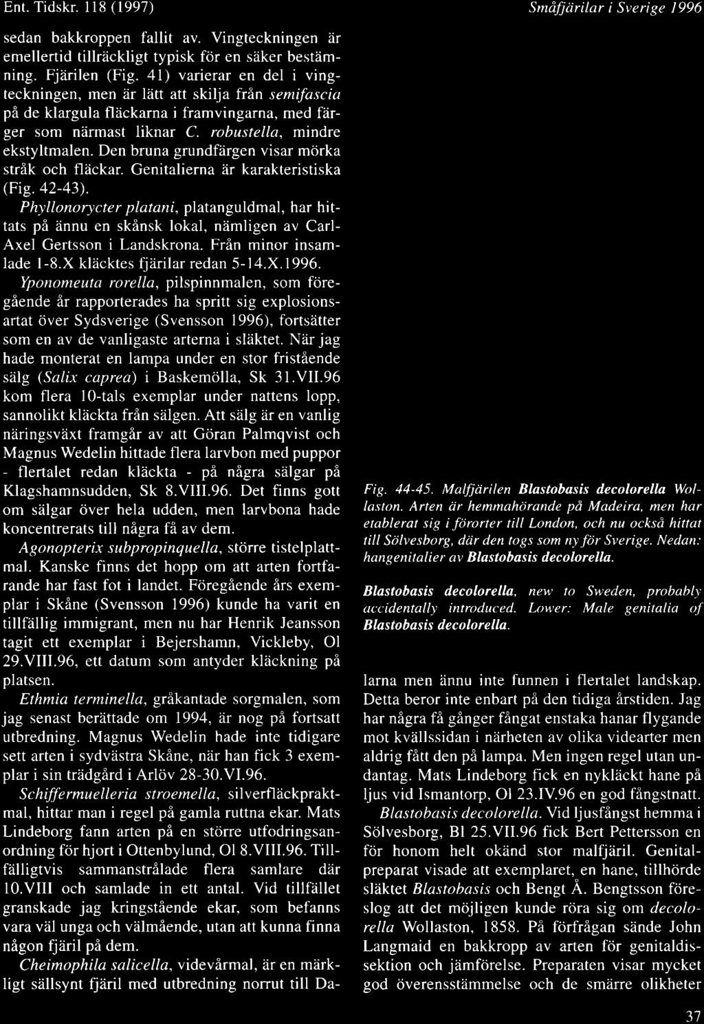 Ent. Tidskr. 118 (1997) sedan bakkroppen fallit av. Vingteckningen iir emellertid tillriickligt typisk fdr en seiker bestiimning. Fjiirilen (Fig.