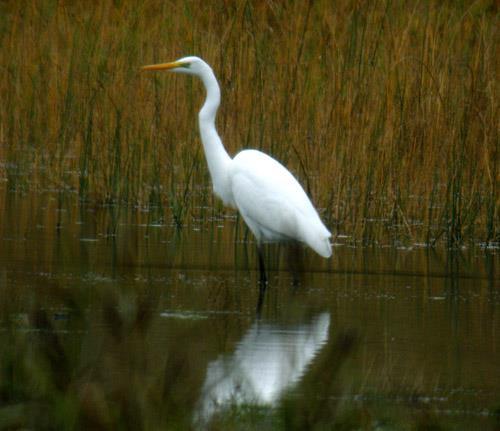 Ägretthäger vid Järnaviks våtmark i oktober 2011. Foto: Fredrik Lennartsson. Vit stork Ciconia ciconia ** (efter 1970: 172, 15) 3 ad str Sölve grustag 13.5 (André Julinder, Christian Persson).