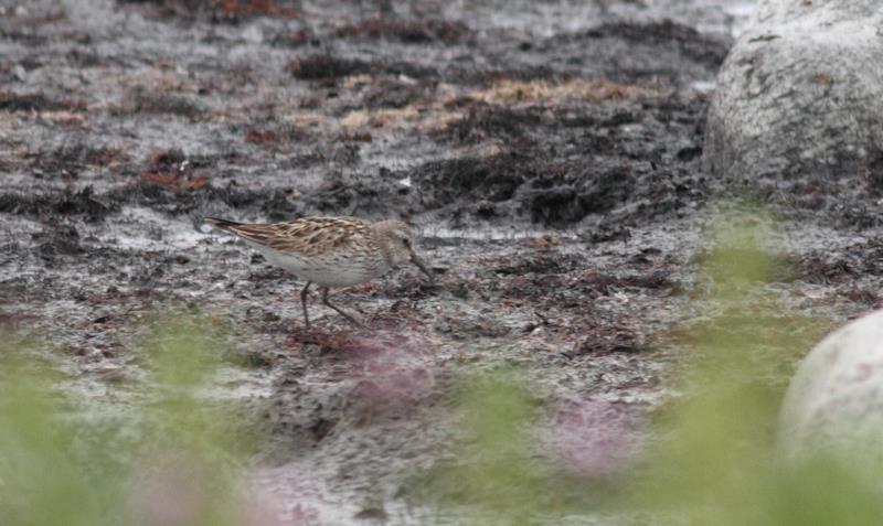 Mosnäppa Calidris temminckii Tidigt höstfynd: 3 ex Utlängan 3.7 (Lars-Gunnar Lundquist). Tangering av tidigaste höstobservation.