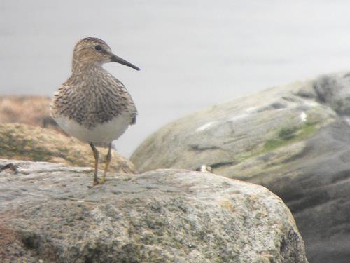 Tuvsnäppa på Kråkenabben i juli 2011. Foto: Christian Persson. Skärsnäppa Calidris maritima Förår: Max 5 ex Boön 3-23.1 (Lars-Magnus Jansson, Tommy Petersson). Max 4 ex Gunnön 9-22.