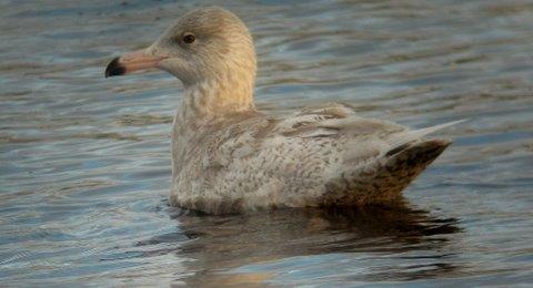 Vittrut Larus hyperboreus (118, 1) 1 2K Saltö fiskehamn 1.1-12.3 (Linus Almqvist, Göran Andersson, Mats Jonasson m.fl.) kvar från dec 2010 och samma fågel återkom till hamnen 30.11-30.