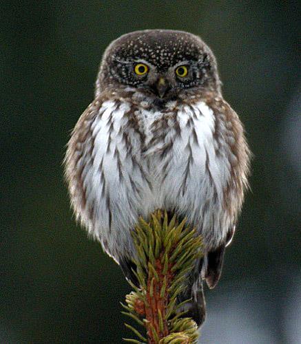 Berguv Bubo bubo Säkra häckningar: Två par fick fram varsin unge (Conny Philipsson). Dåligt år för berguvarna i landskapet.