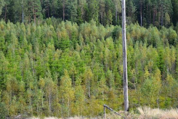 O B E B Y G G D A S K O G S F A S T I G H E T E R ALLMÄNT Tre mindre obebyggda skogsfastigheter angränsande mot varandra i ett samlat skifte.