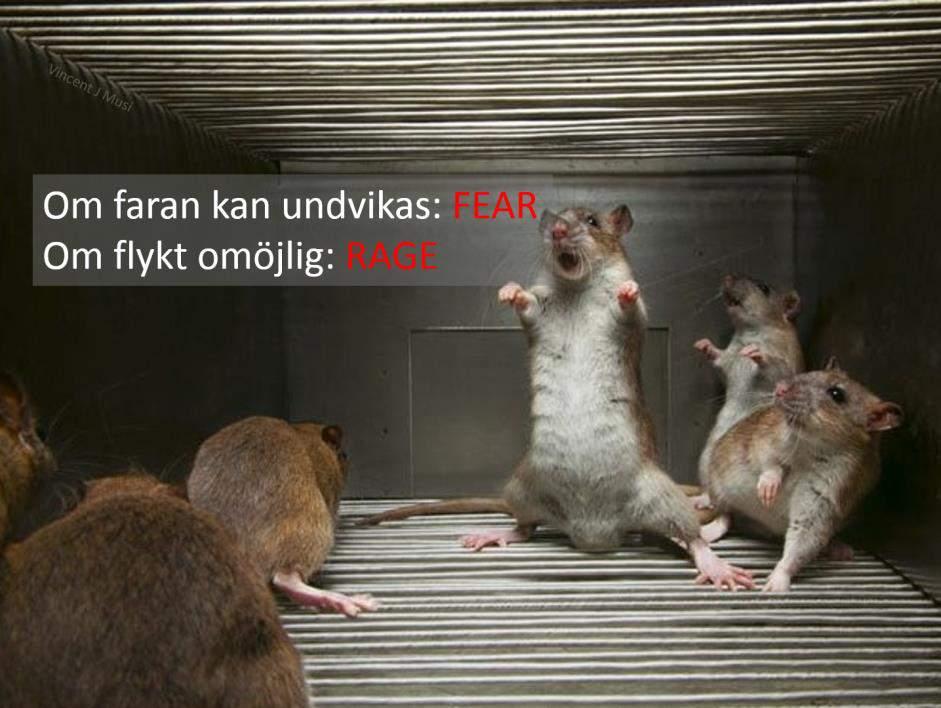 rentav lönsamt? Att ge godis i transportburen och sen ställa undan den, snarare än att direkt åka till veterinären, är alltså extremt effektivt för att förebygga rädsla.