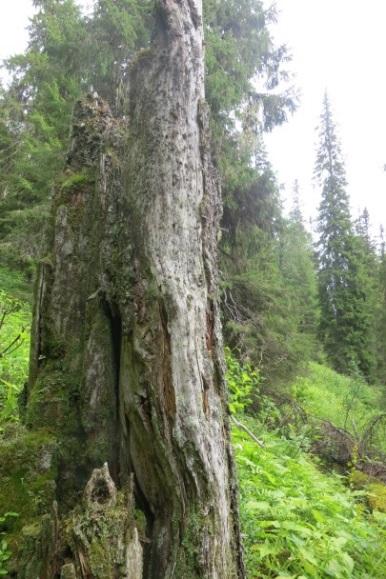 I de norra delarna är den grandominerade skogen mer urskogslik än i de södra delarna, med större andel gamla träd och mer död ved, såväl stående döda träd som lågor i olika nedbrytningsstadier.