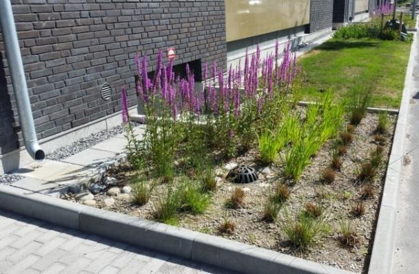 Figur 12 Växtbädd med inledning via stuprörsutkastar. Bräddning i form av kupolsil som kan avleda vatten då växtbädden är mättad (Nacka kommun, 2017). 8.
