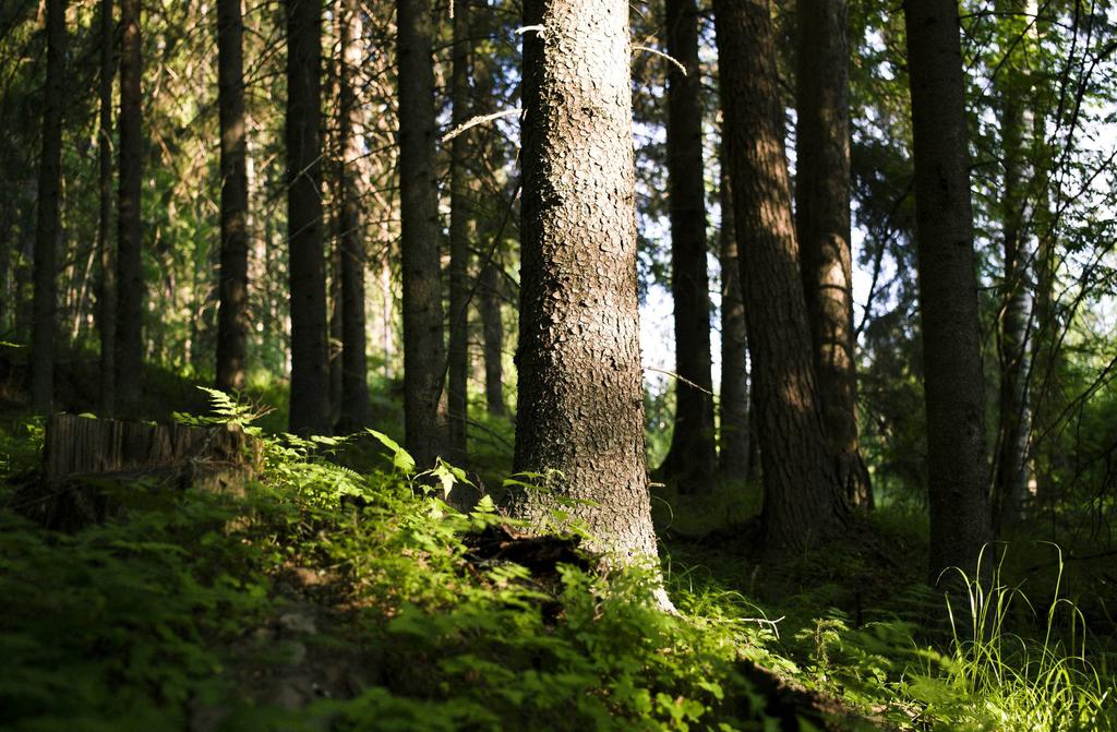 Bättre avkastning ger nya möjligheter i din skog I skogsbruksplaner finns ofta skogsbestånd som inte har någon åtgärd alls.