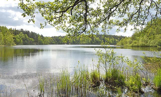 Judarskogen bidrar till attraktionskraften.