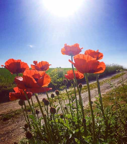 SOMMAREN 2018 Foto: Anneli O Lindström ST KÖPINGE ÖJA