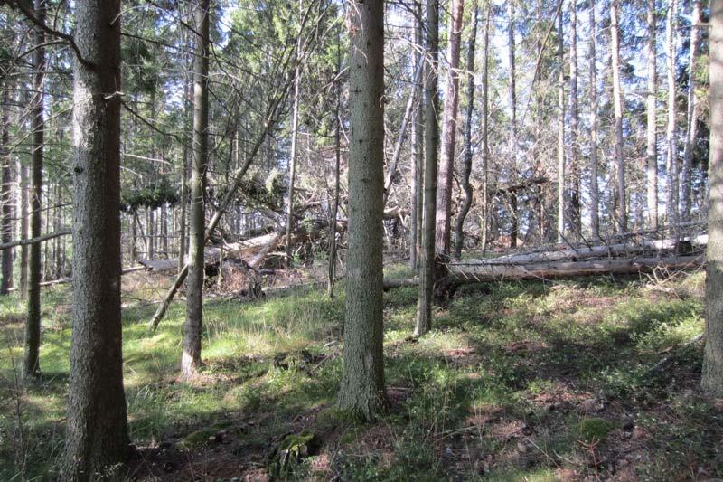 Arkitekturum, Kurudden ranta-asemakaava Elinympäristöselvitys 2012 1.3.2013 6 Tulokset Tässä luvussa esitetään selvityksen tulokset lyhyesti.