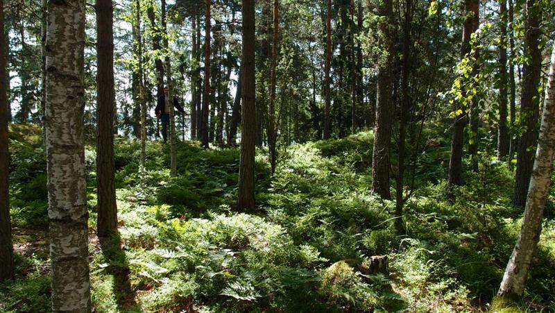 Utredningsområdet är som helhet bergigt och grundberget är så nära markytan att också jordmånen klassificeras som berg (Keiron Ab).
