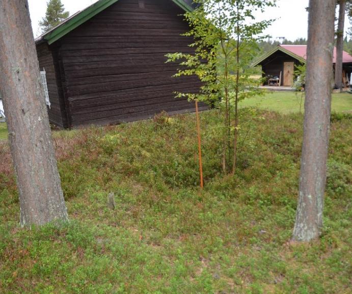 Två tallar växte på vallen på den östra delen av fångstgropen. I västra delen växte en liten björk. Flertalet förmultna stubbar fanns även på vallen. Fångstgropen var oval, 6,3x5,6 m i diam.
