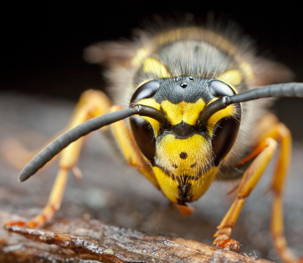 2 nationalnyckeln till sveriges flora och fauna familj Vespidae getingar stam understam ordning överfamilj familj underfamilj släkte Arthropoda Hexapoda Hymenoptera Vespoidea Familjen getingar känns