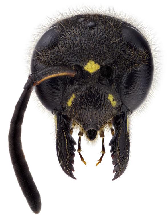 4 nationalnyckeln till sveriges flora och fauna hjässa hjässa panna panna tinning ansikte kind Huvudets delområden främre punktöga bakre punktöga ögoninbuktning antennsegment 1 (antennskaft)