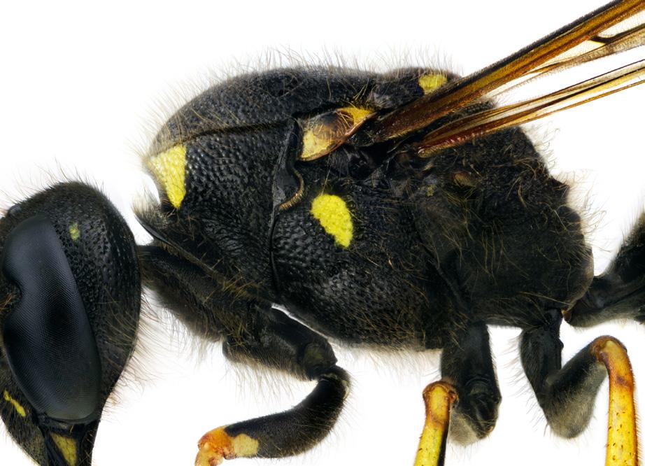 vespidae 5 Dolichovespula och jordgetingar Vespula (som är kortkindade). Munskölden (clypeus) begränsar huvudets främre mittersta del.