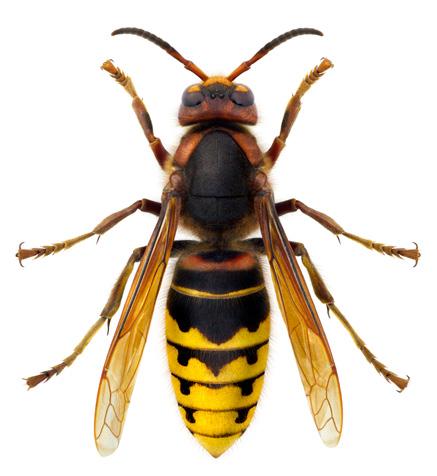 vespidae 7 Genitalier För att identifiera stekelhanar används i många fall de yttre genitaliernas (könsorganens) form och färg, men hos getingarna används oftast andra karaktärer för att skilja