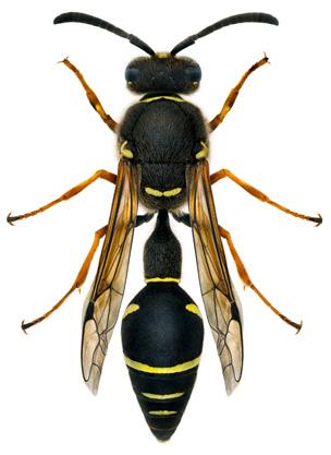 Honan lägger äggen innan hon samlar in larvernas framtida matförråd, vilket gör att hon vet på förhand hur många byteslarver som ska läggas i varje enskild cell.