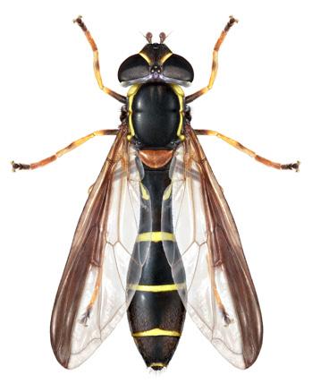 Varningsfärger Getingarnas giftgadd innebär stora möjligheter till eget försvar, främst mot rovlevande insekter och insektsätande småfåglar.