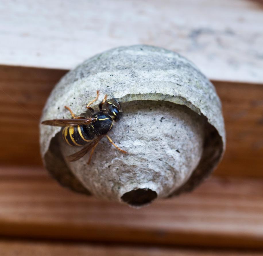 8 nationalnyckeln till sveriges flora och fauna Här ses bakkroppsspetsen hos en drottning av vanlig geting Vespula vulgaris.