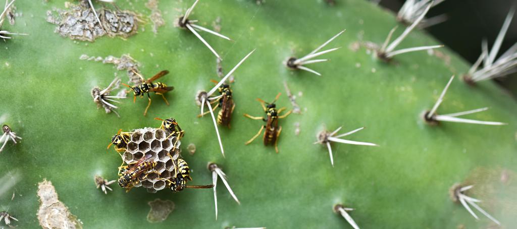 10 nationalnyckeln till sveriges flora och fauna Honor, drottning och arbetare, av huspappersgeting Polistes dominula hjälps åt med bosysslorna.