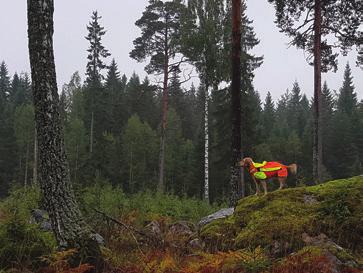 Foto: Andreas Karlsson Svenska Jägareförbundet i sammarbete med Wachtelhundklubben Efter lite diskussioner har SJF bestämt att sig för att stötta vår klubbs fortsatta arbete med utveckling av rasen