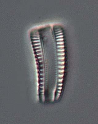 Medins Biologi AB.