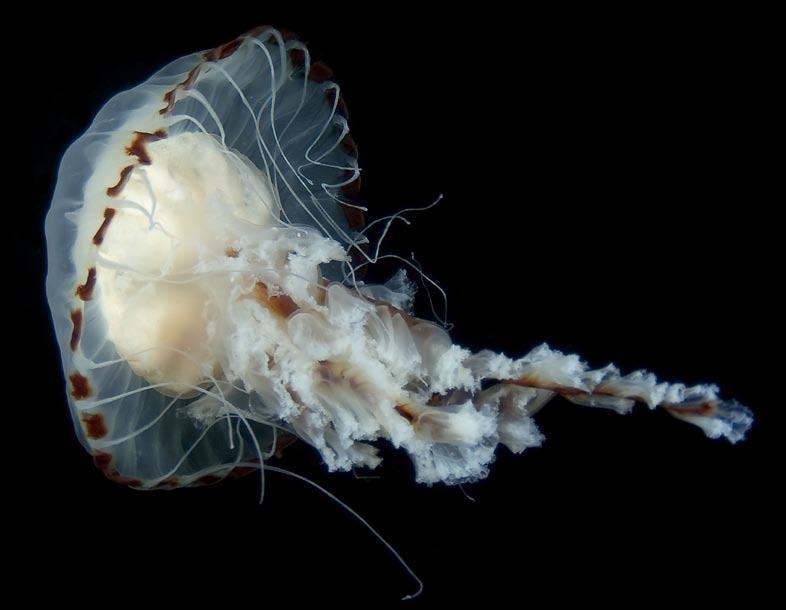 Samma koloni av Physophora hydrostatica sammandragen i ett plastkärl. Den släpptes senare tillbaka i havet. Foto: Kennet Lundin.