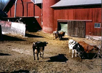 Hölö På vägen mot Mörkö ligger Åbykvarns gård som drivs av Olle och Anette Rundqvist. Den hade varit ekologisk sedan 1994.
