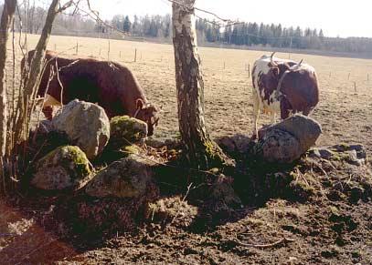 Mölltorp Skäveruds gård som drivs av Kjell och Elisabeth Angel ligger i närheten av Karlsborg på Vätterns västra sida.