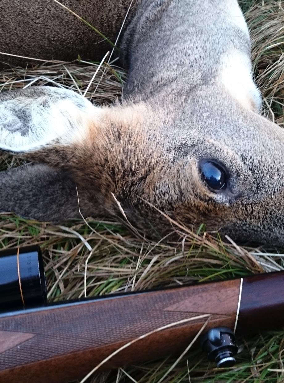 RESPEKT VILT OCH MÄNNISKOR Hur bemöter vi människor vi möter i skogen? Är alla välkomna i skogen? Finns det något felaktiga beteende? Hur visar vi viltet respekt såväl före som efter skottet?